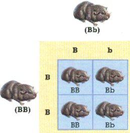 Example 2 Homozygous x heterozygous Example 2: HOMOZYGOUS X HETEROZYGOUS B = Dominant Black b = Recessive Brown 1. Genotype BB X Genotype Bb (Fig 9-6, pg. 174) 2.