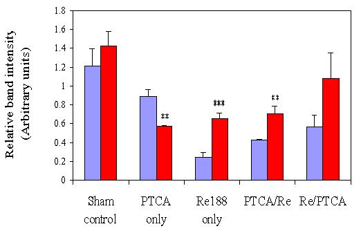 L R L R L R L R L R VCAM-1 330 bp GAPDH 320 bp Figure 13. RT-PCR of VCAM-1 compared with GAPDH mrna in LAD and RCA at 1 day after treatments. cdna from the VCAM-1 mrna was amplified 24 cycles (n = 2).