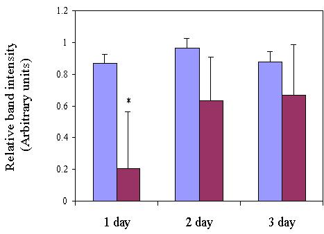 Day 1 Day 2 Day 3 C. 2Gy C. 2Gy C. 2Gy GAPDH NF-κB Figure 14. NF-κB compared with GAPDH mrna on nonirradiated VSMC and on radiated cells at 1, 2, and 3 day following γ-radiation.