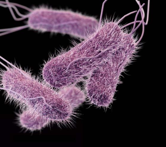 Salmonella Most common bacterial cause of enteric illness in United States 1.