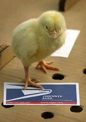 >50,000,000 chicks sold annually