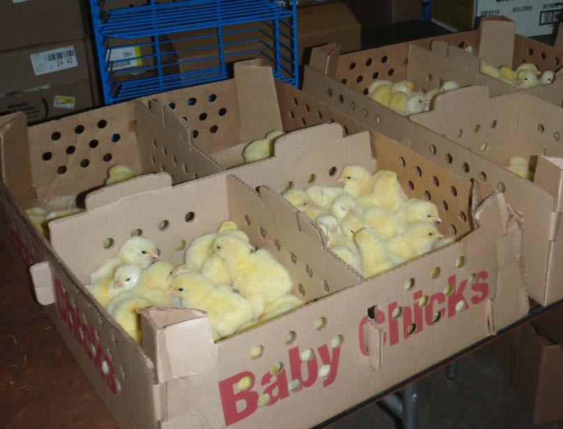 Shipment of Live Baby Poultry Cardboard boxes 100-120 chicks 80 turkey poults 60 ducklings 32