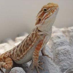 Salmonella and Bearded Dragons April 2014 Wisconsin contacted CDC 10 patients with a very rare serotype of Salmonella Majority of cases reported contact with