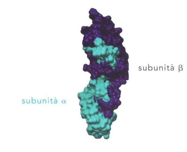 Each subunit of FSH has two glycosylation sites on