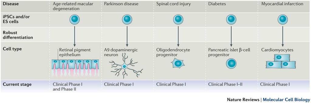 Progress in clinical applications of PSCs in 2017 The bench to bedside pathway Trounson A. et al. Nature Reviews Molecular Cell Biology 17, 194 200 (2016) doi:10.1038/nrm.2016.10 Knoepfler PS Adv Drug Deliv Rev.