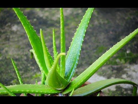 Aloe Vera Avocado It is a succulent plant species which grows wild in tropical climates around the world and is cultivated for agricultural and medicinal uses.