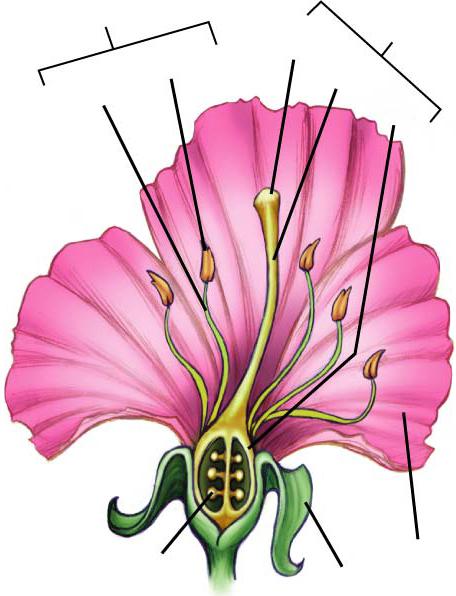 Structure of Flowers Petals- brightly colored and scented to attract pollinators. Sepal- leaf-like structures that surround the base of the flower.