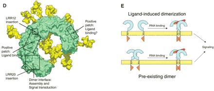 ) Collectins & Ficolins Phagocytes eat & recruit Pattern recognition receptors Innate lymphoid cells kill & coordinate