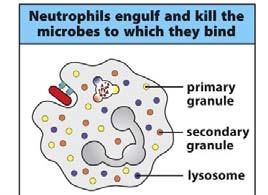 Neutrophil extracellular traps NETosis with cell