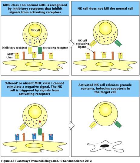 Molecular, 8 th edition NK Cells (ILC1) Different from NKT cells Germline encoded receptors Kill