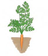 Supply of a big dose of magnesium and sulfur improves the efficiency of photosynthesis and increases utilization of nitrogen carrot parsley Balance micro with boron Nitrogen + 33-10-10+micro Potas +
