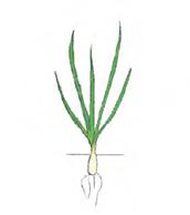Phosphorus Mineral nutrition program for onion with ARKOP fertilizers Nitrogen + 33-10-10+micro 4-6 leaves Intensive vegetative growth 1-2 applications - dose 1-3 kg /ha Application - dose 2-3 kg/ha