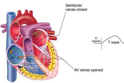 Repolarization of ventricles is represented on ECG by ST segment