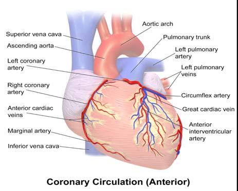 ECG Plumbing Coronary Arteries Right coronary Left Main