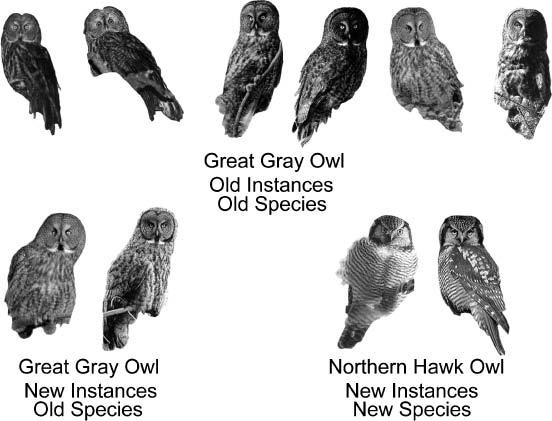 and Transfer of Perceptual Expertise group at the subordinate, species level (e.g., green heron ).