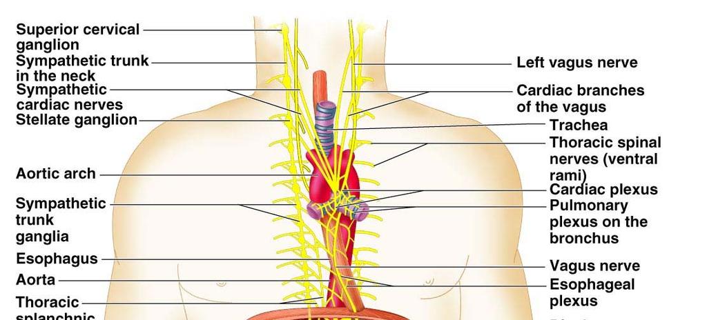 Dual Innervation Each organ receives innervation from sympathetic