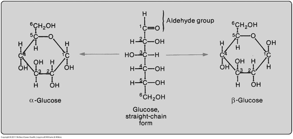 Carbohydrates Monosaccharides, cont. The main source of energy for body cells is glucose. The three forms of glucose are shown above.