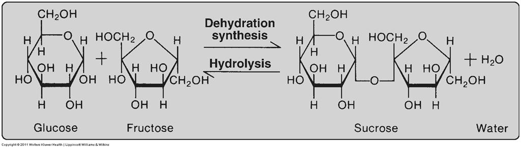 Carbohydrates Disaccharides Disaccharides react with water in a process called a hydrolysis reaction