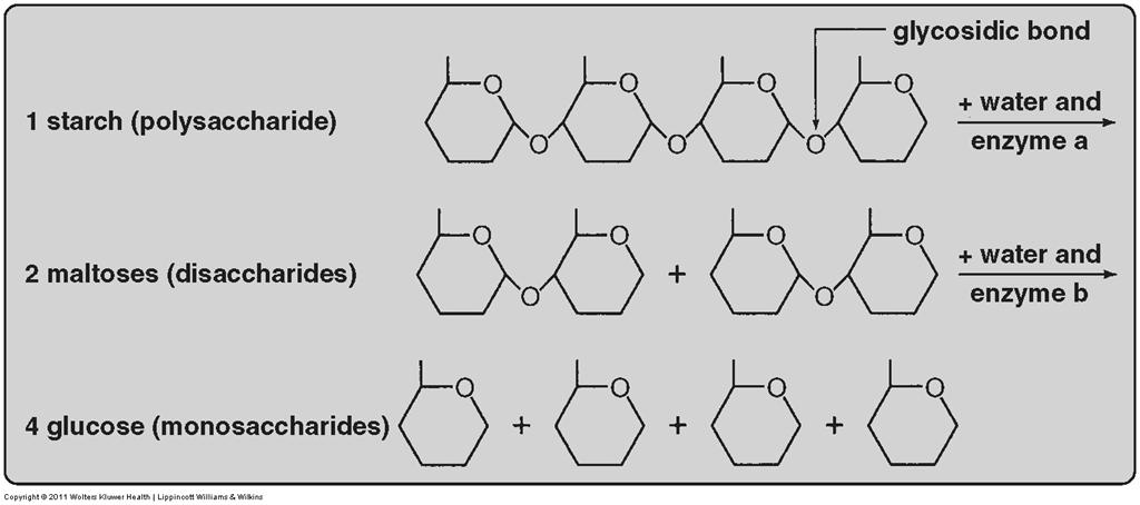 Carbohydrates Polysaccharides, cont. Polysaccharides are examples of polymers molecules that consist of many similar subunits.
