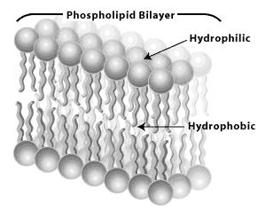 Lipids Phospholipids Phospholipids