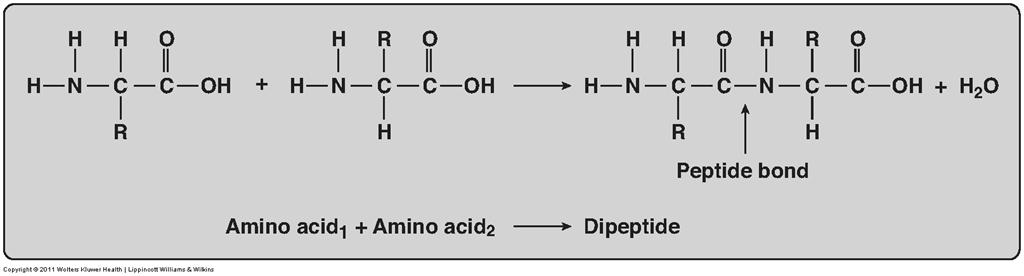 Proteins Amino Acids Amino acids contain carbon, hydrogen, oxygen and nitrogen; some also have sulfur in the molecule.