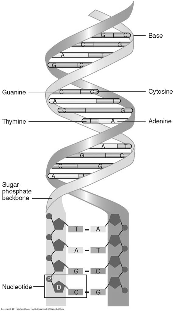Double-stranded DNA molecule, also known as a double helix.