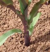 P PHOSPHORUS P deficiency in corn P deficiency symptoms P P improves flower formation and seed production and promotes more uniform and earlier crop maturity Small leaves take on a reddish-purple
