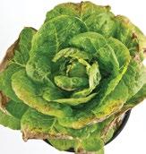K POTASSIUM K deficiency in lettuce K deficiency symptoms K is known as the quality nutrient K increases plant vigour K K Older leaves look scorched around the edges and/or wilted.