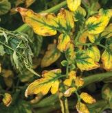 Mg MAGNESIUM Mg deficiency in tomato Mg deficiency symptoms Slow growth and leaves turn pale yellow, sometimes just on the outer edges, which then develop interveinal chlorosis.