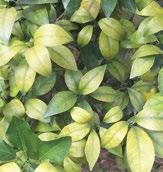 S SULPHUR S deficiency in citrus S is especially important to plants with high oil content S activates a number of enzymes S S S deficiency symptoms New leaves turn pale yellow, older growth stays