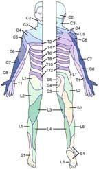 Anatomy & Physiology Peripheral nervous system Dermatomes Nerves exiting from nearby segments of vertebral column innervate particular segments of skin Sensory components of nerves follow dermatome