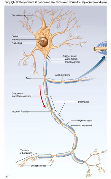 Central Nervous System January 7, 2016 Anatomy of a neuron Cell Body (soma) Receives information from the soma s extensions