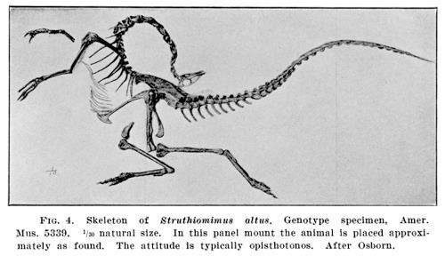 Opistotonus in dinosaurs Posture