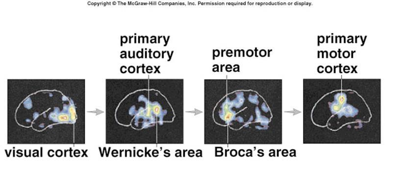 Cerebrum: language production Area (Left hemisphere) Wernicke (crossroad between visual, auditory, and somatosensory) Angular