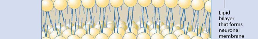Neuronal membrane: bilayer of