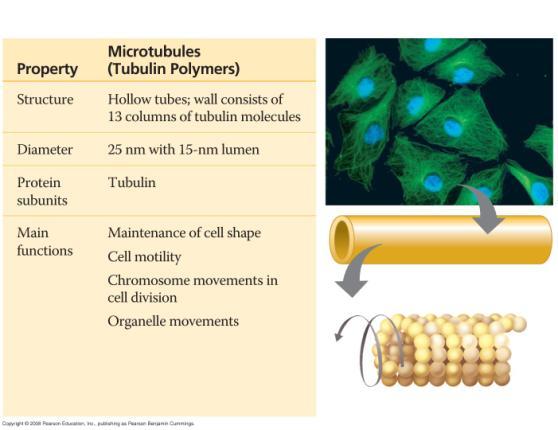 Components of the Cytoskeleton Table 6-1a 10 µm Three main types of fibers make up the cytoskeleton: Microtubules are the thickest of the three components of the
