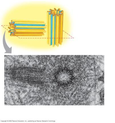 Fig. 6-22 Centrosome Centrioles Microtubule 0.