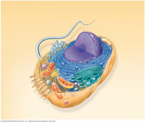 A Panoramic View of the Eukaryotic Cell A eukaryotic cell has internal s that partition the cell into organelles Plant and animal cells have most of the same organelles Go to > Tour of an Animal Cell