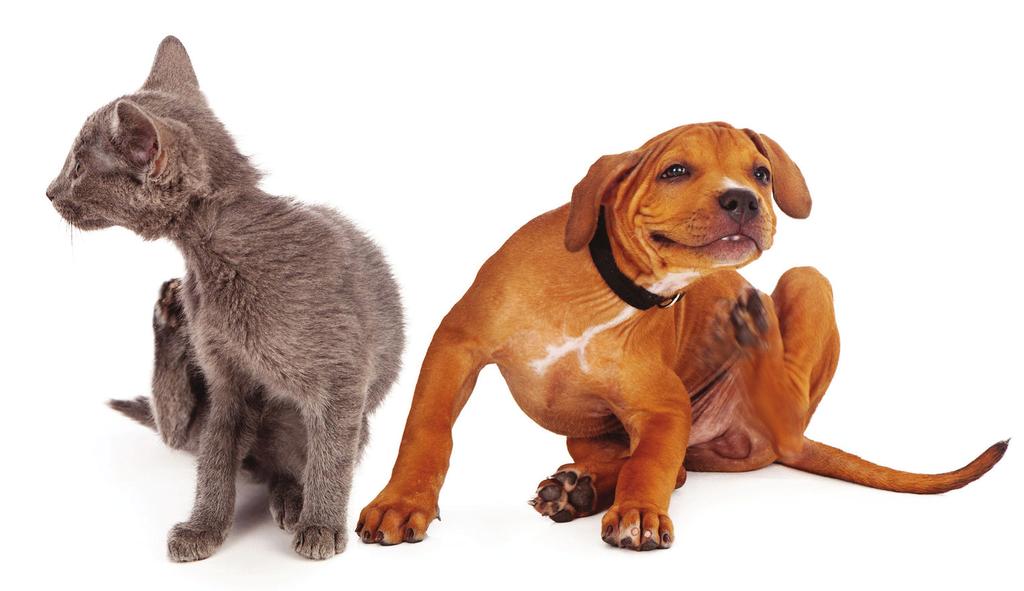 Overall, your pet appears to be in good general health based on examination.