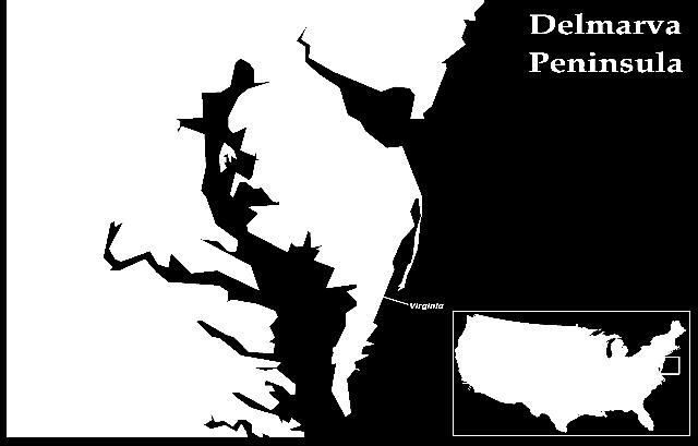 Delmarva Peninsula not linked to red round