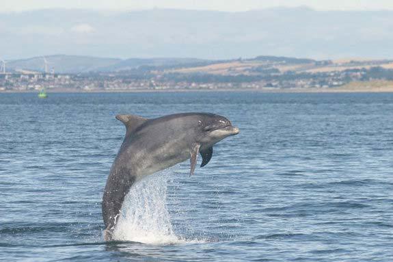 http://www.livescience.com/38539-many-stranded-dolphins-deaf.