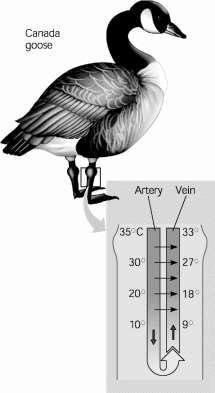 Use the figure below to answer the following questions 38. What does the difference in temperature between arteries and veins in the goose's legs indicate? a. The legs need to be kept cool so that muscles will function well.