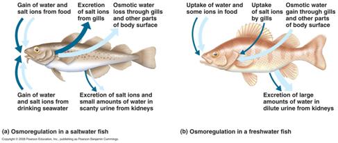 Osmosis Marine fish lose water by osmosis Actively excrete salt to maintain homeostasis Freshwater fish lose water by osmosis Excrete excess water Produced from