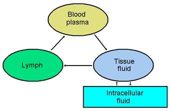 Fluid compartments Intracellular fluid Extracellular fluid Interstitial (tissue) fluid Blood plasma Lymph Exchanges