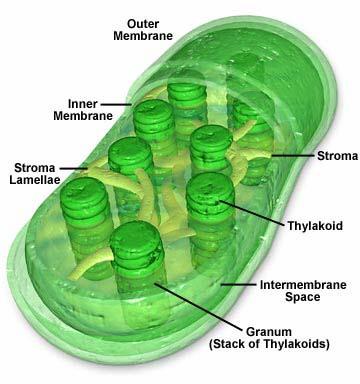 (a) Membrane system - site of light reactions (photosynthesis) - chlorpophyll pigments - enzymes - electron carriers - flattened, fluid-filled sacs (called thylakoids which are stacked to form grana)