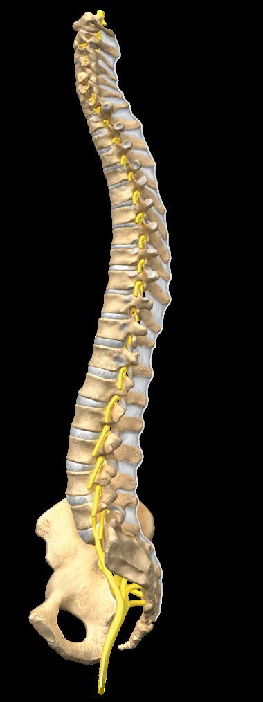 About the spine The human spine is made up of 24 bones or vertebrae in the cervical (neck) spine, the thoracic (chest) spine, and the lumbar (lower back) spine, plus the sacral bones.