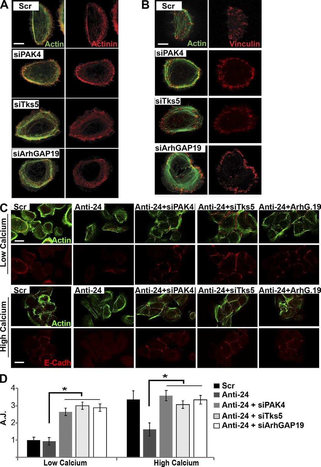Figure S4. Silencing of mir-24 and its targets (PAK4, Tsk5, and ArhGAP19) modulates actincytoskeleton.