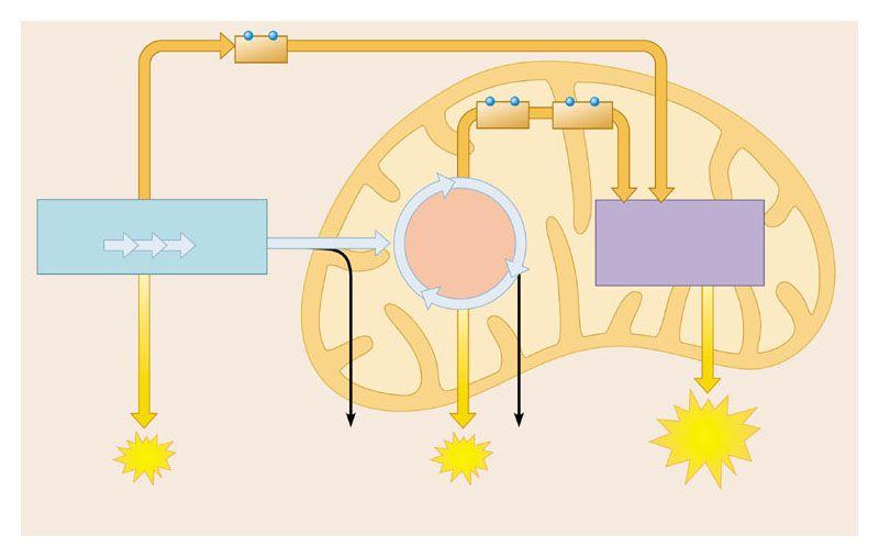 Cellular respiration: NADH High-energy electrons carried by NADH NADH FADH and GLYCOLYSIS Glucose yruvate CITRIC ACID CYCLE OXIDATIVE HOSHORYLATION (Electron Transport and Chemiosmosis) Cytoplasm