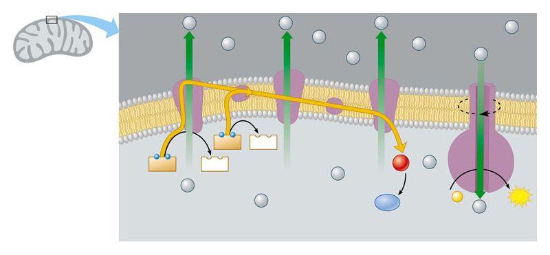 Most AT production occurs by oxidative phosphorylation Electrons from NADH and FADH travel down the electron transport chain to oxygen, which picks up H + to form water Energy released by the redox