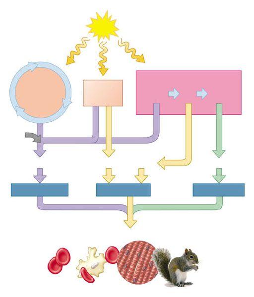 Cells use some food molecules and intermediates from glycolysis and the citric acid cycle as raw materials This process of biosynthesis consumes AT AT needed to drive
